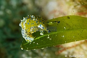 Oxynoe viridis Oxynoe verte - Elysie orange a tache bleu Halophila -Liwutonkidi Jetty beach-16m-20180604-Denis-ADER-DSC_4125_tn